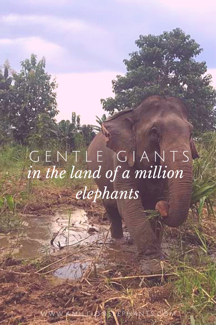 Gentle Giants in What was Once Called "Land of a Million Elephants"