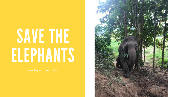 The Lao Elephant Initiative